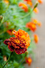 Image showing orange marigold flowers