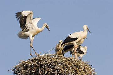 Image showing Young storks