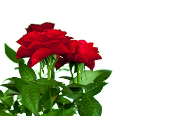 Image showing red roses 