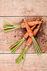 Image showing fresh carrots 