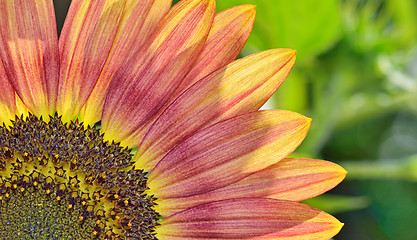 Image showing yellow and red sunflower