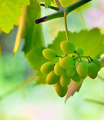 Image showing unripe grape in vineyard