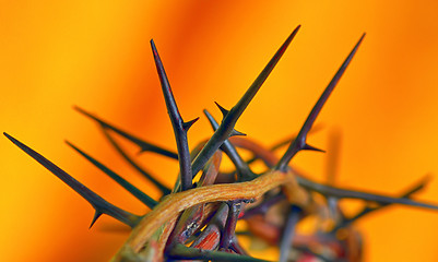 Image showing Crown of Thorns