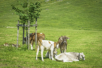 Image showing Young calves in meadow