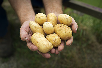 Image showing Potato