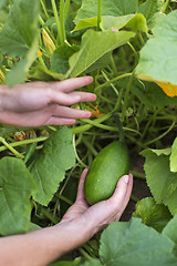 Image showing Pumpkin