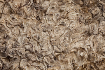 Image showing The texture of the fur sheepskin