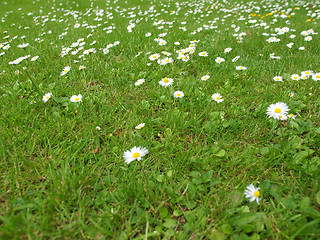 Image showing Daisy flower