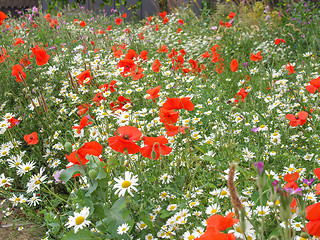 Image showing Papaver flower