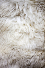 Image showing White sheep fur texture