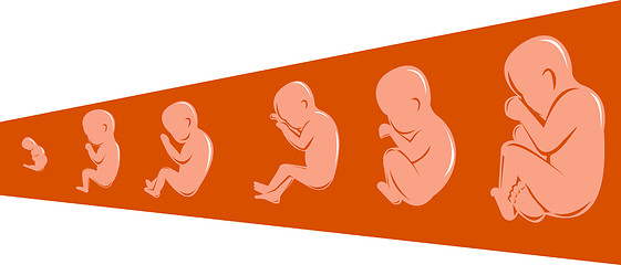 Image showing  human fetus from 8 to 40 weeks