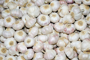 Image showing Whole garlic