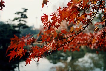 Image showing maple tree