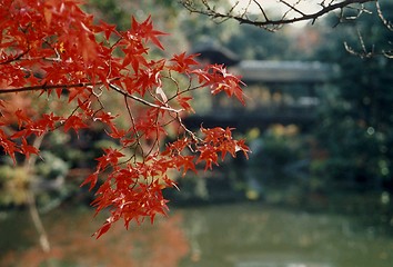 Image showing maple tree