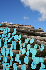 Image showing Wood pile