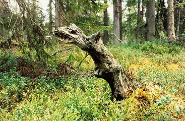 Image showing dead log