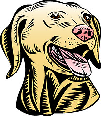 Image showing golden labrador retriever dog head 
