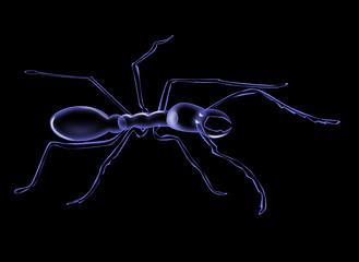 Image showing ant silhouette