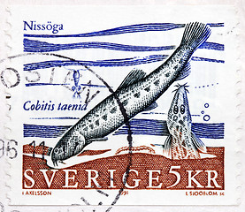 Image showing Spined Loach Stamp