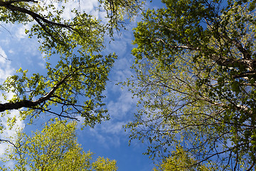 Image showing The sky with clouds through the green foliage of trees