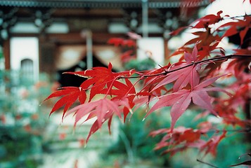 Image showing maple leaf