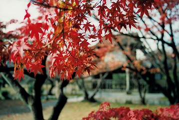 Image showing maple leaf