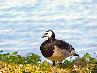 Image showing Barnacle goose