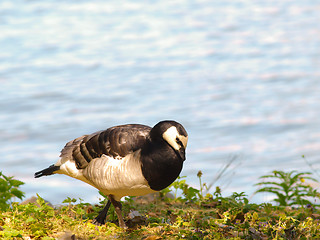 Image showing Barnacle goose