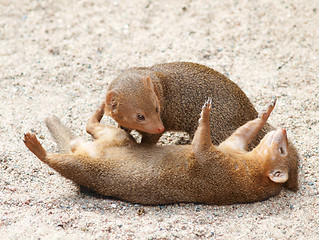 Image showing Dwarf mongoose