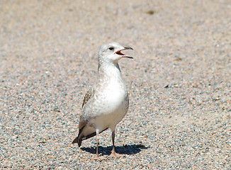Image showing Seagull calling parents