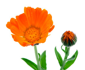 Image showing herb marigold calendula folk medicine white 