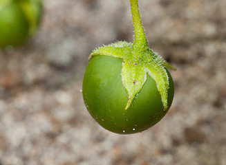 Image showing Potato berry fetus closeup  