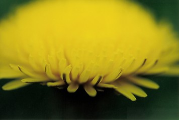 Image showing dandelion