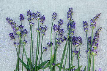 Image showing Drying lavender