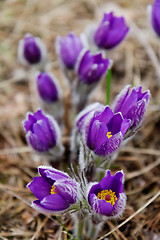 Image showing snowdrop or pasqueflower or wind-flower in nature