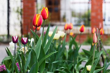 Image showing Tulips and other flowers