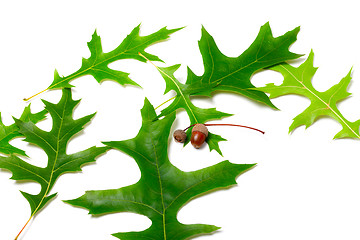 Image showing Green leafs of oak (Quercus palustris) and acorns