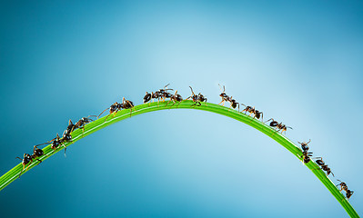 Image showing Team of ants.