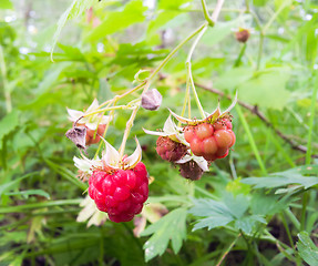 Image showing Raspberry on bush