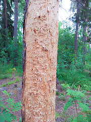 Image showing Tree eaten by termites