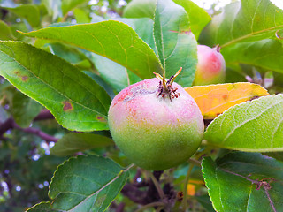 Image showing Little apple on tree