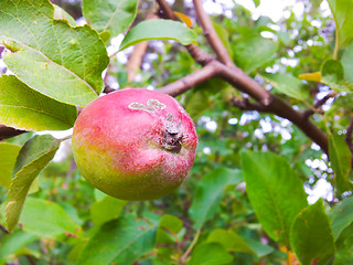 Image showing Little apple on tree