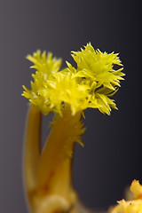 Image showing carrot sprout