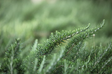 Image showing Evergreen pine tree needles