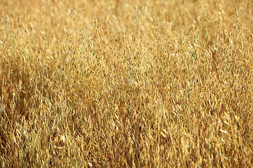 Image showing Golden wheat growing in a field