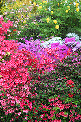 Image showing Vibrant display of purple, white and red azaleas