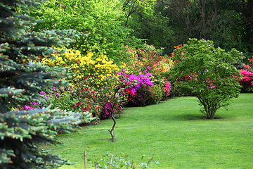 Image showing Colourful flowering shrubs in a spring garden