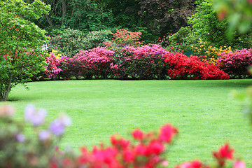 Image showing Beautiful garden with flowering shrubs