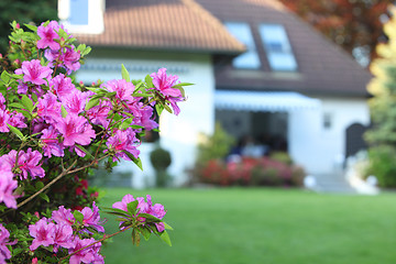 Image showing Magenta azaleas in a private garden