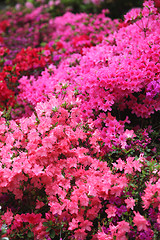 Image showing Spectacular pink azalea bush in flower